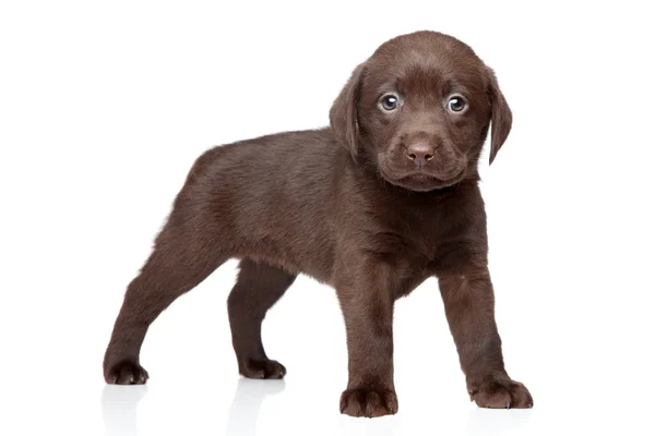 Puppy Labrador Cokelat — Stok Foto