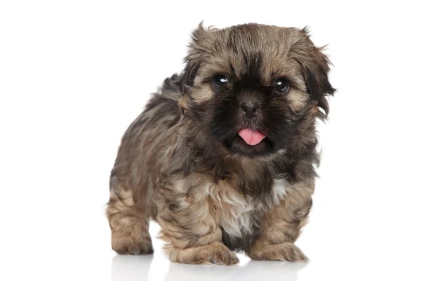 Shih tzu hundvalp stående — Stockfoto