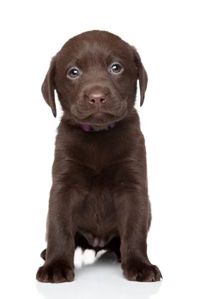 Brown Labrador puppy portrait — Stock Photo, Image