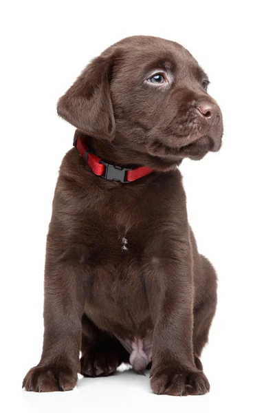 Brun labrador valp porträtt — Stockfoto