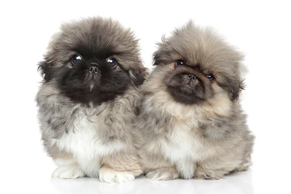 Şirin pekingese yavruları portre — Stok fotoğraf