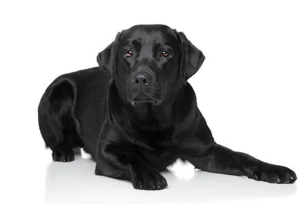 Černý retrívr pes — Stock fotografie