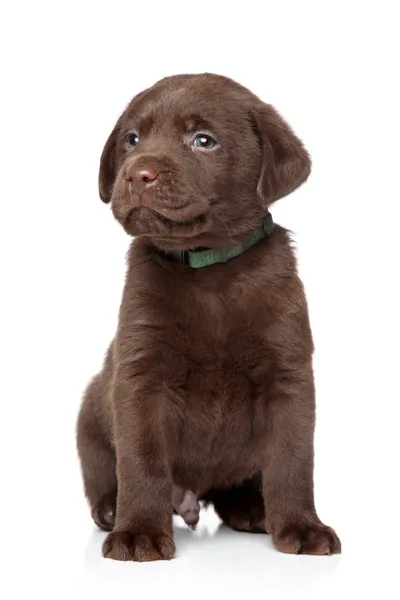 Brown Labrador puppy on white background — Stock Photo, Image