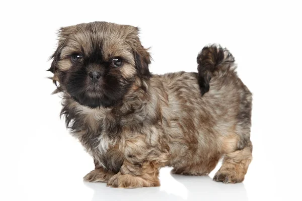 Shihtzu yavru, 2 aylık — Stok fotoğraf