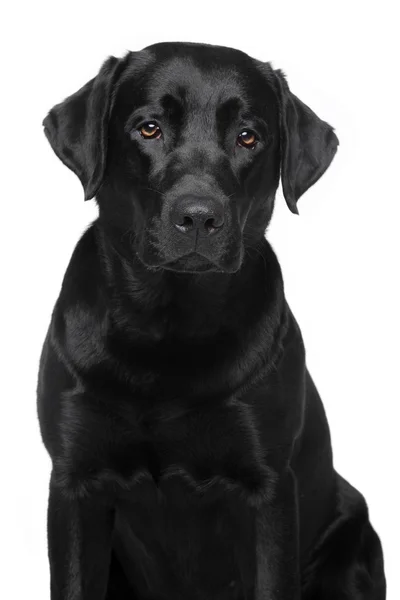 Labrador retriever chien — Photo