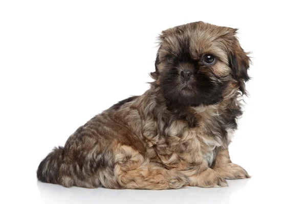 Shih tzu puppy — Stock fotografie