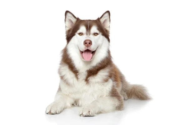 快乐的西伯利亚哈士奇犬 — 图库照片