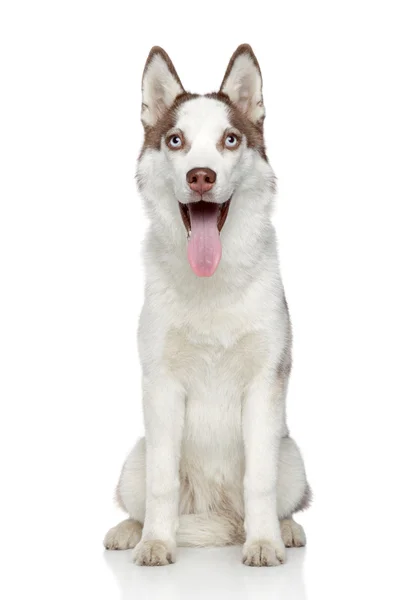 Sibirien Husky hund — Stockfoto