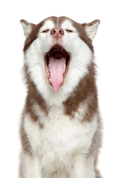 Happy Husky dog yanw — Stock Photo, Image