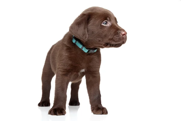 Brown Labrador puppy — Stock Photo, Image