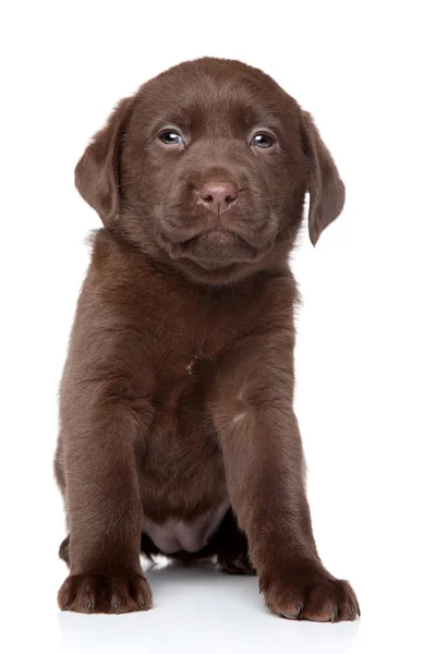 Roliga labrador hundvalp — Stockfoto