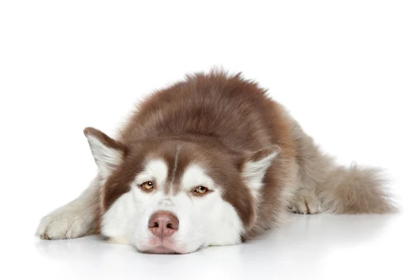 Siberiano husky cão descansando — Fotografia de Stock