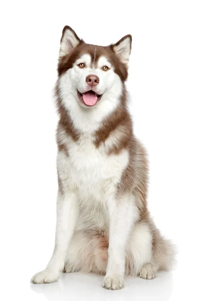 Siberian husky studio portret — Zdjęcie stockowe