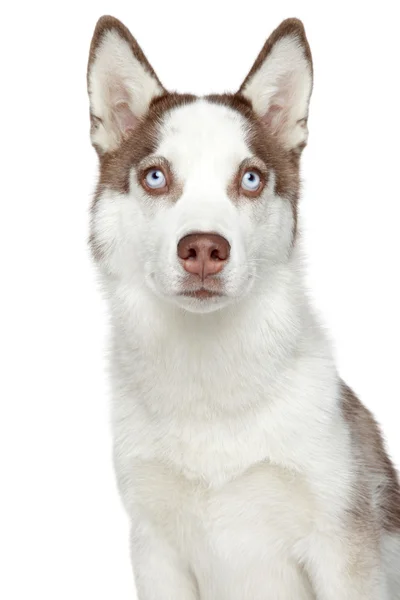 Siberische husky hond portret — Stockfoto