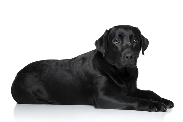 Smutný Labradorský retrívr pes — Stock fotografie