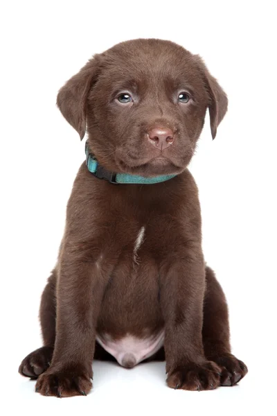 Labrador puppy portrait — Stock Photo, Image