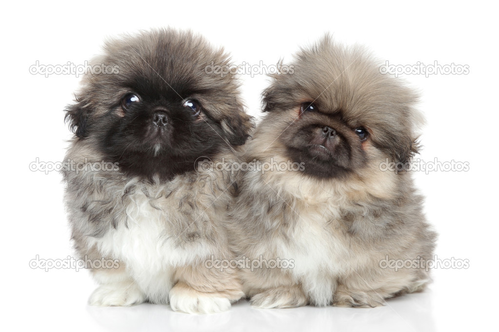 Pekingese puppies near me