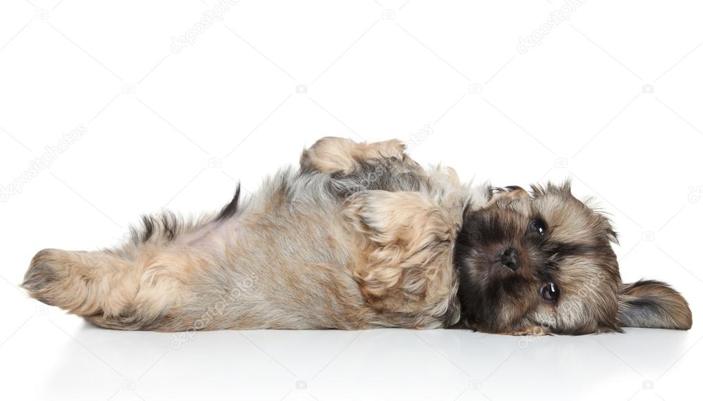 Shih Tzu puppy resting