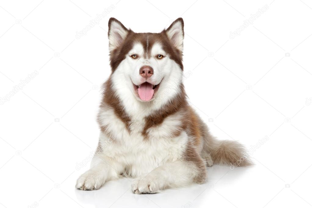 Happy Siberian Husky