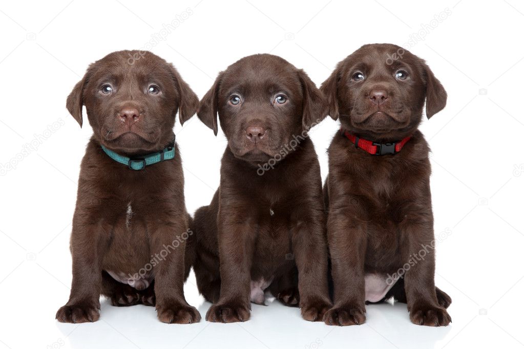 Three Labrador Retriever puppies