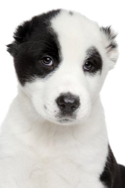 Orta Asya çoban köpek yavrusu yakın çekim portre