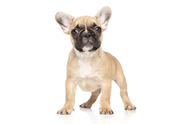 Retrato de cachorro buldogue francês — Fotografia de Stock