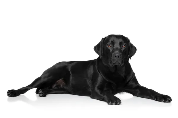 Labrador retriever hond — Stockfoto