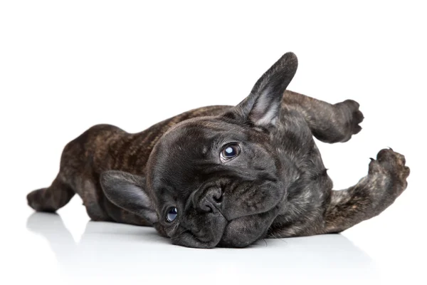 Francês bulldog cachorro descansando — Fotografia de Stock