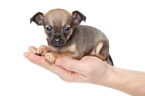 Chihuahua cachorro en la mano — Foto de Stock