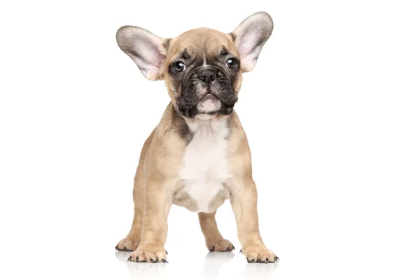 Bulldog francés retrato de cachorro — Foto de Stock