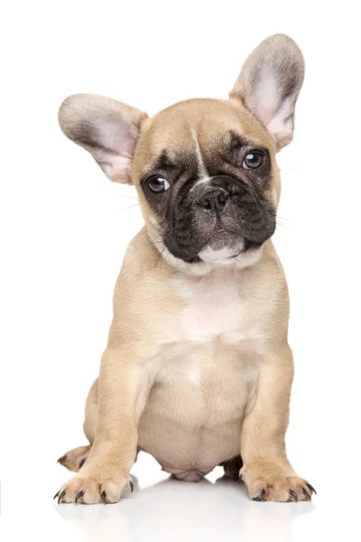 Bulldog francés retrato de cachorro —  Fotos de Stock