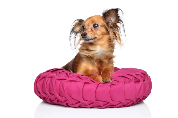 Russian long haired Toy Terrier — Stock Photo, Image