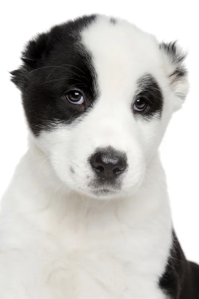 Central Asian shepherd puppy Close-up portrait — Stock Photo, Image