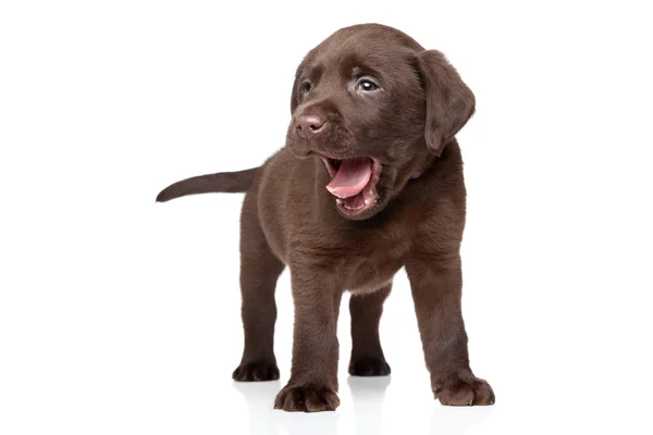 Cachorrinho Labrador no fundo branco — Fotografia de Stock