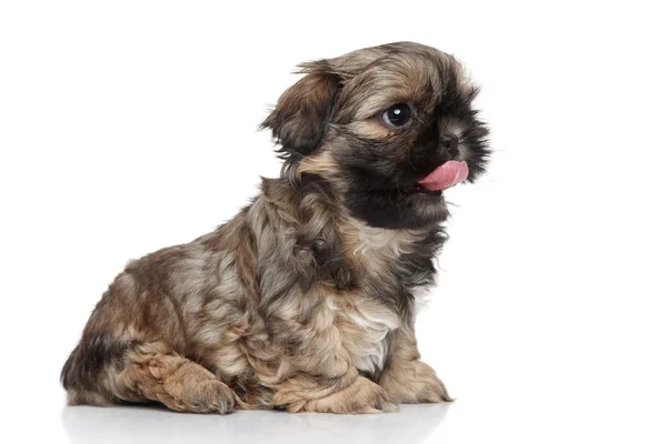 Shih-tzu kiskutya portré — Stock Fotó