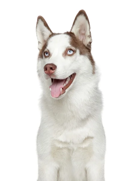 Siberian husky studio portret — Zdjęcie stockowe