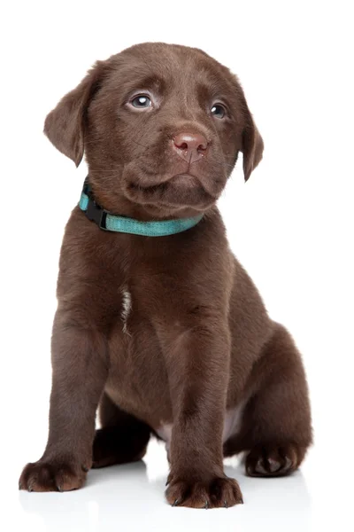 Cokelat labrador puppy — Stok Foto