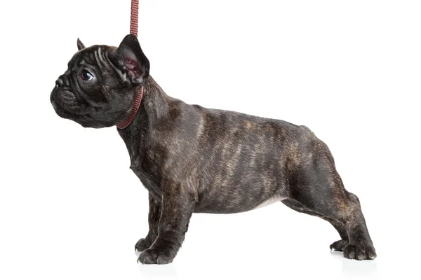 Catelus francez Bulldog pe plumb — Fotografie, imagine de stoc