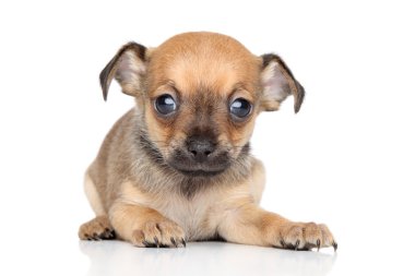 Chihuahua ve oyuncak terrier karışık-breed köpek yavrusu