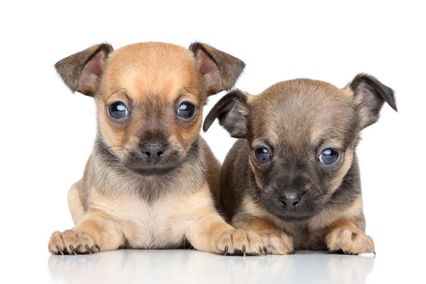 Brinquedo Terrier filhotes em um fundo branco — Fotografia de Stock