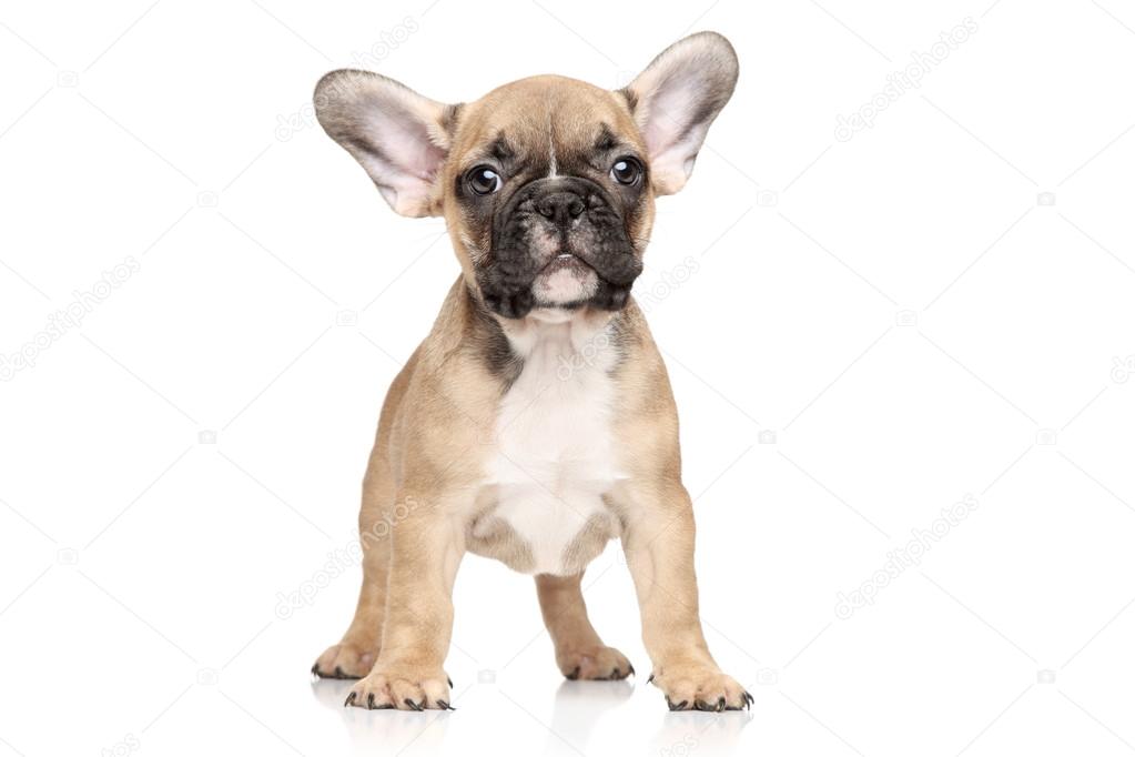 French bulldog puppy portrait