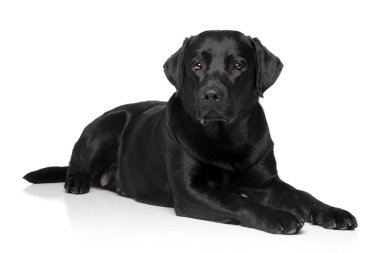 Labrador retriever köpek