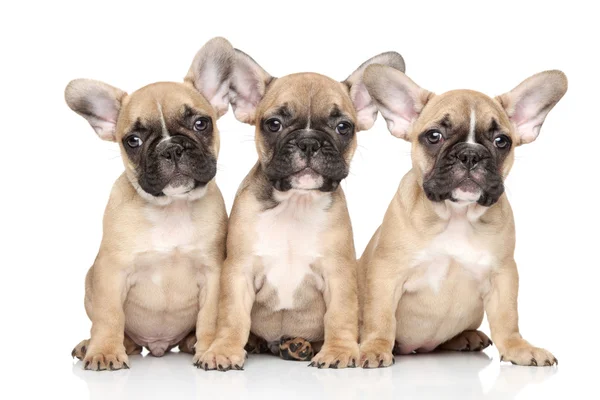 Cuccioli di bulldog francese — Foto Stock