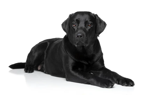 Pies labrador retriever — Zdjęcie stockowe