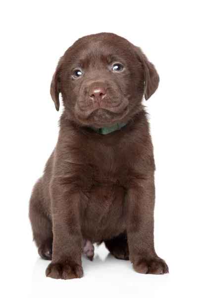 Brown Labrador retrato de cachorro — Fotografia de Stock