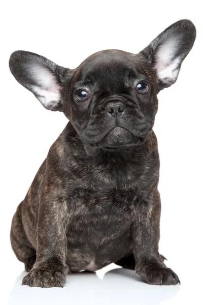 French bulldog puppy Stock Picture