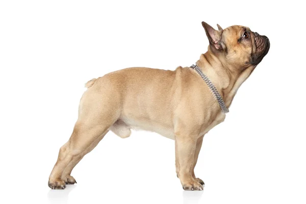 Bulldog francés de pie — Foto de Stock