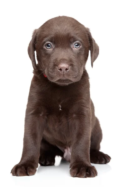 Labrador filhote de cachorro retrato no fundo branco — Fotografia de Stock