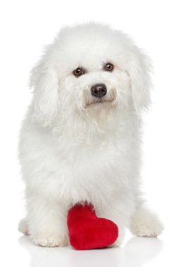 Bichon frise kırmızı kalp
