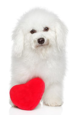 Bichon frise köpek ile Sevgililer günü kalp